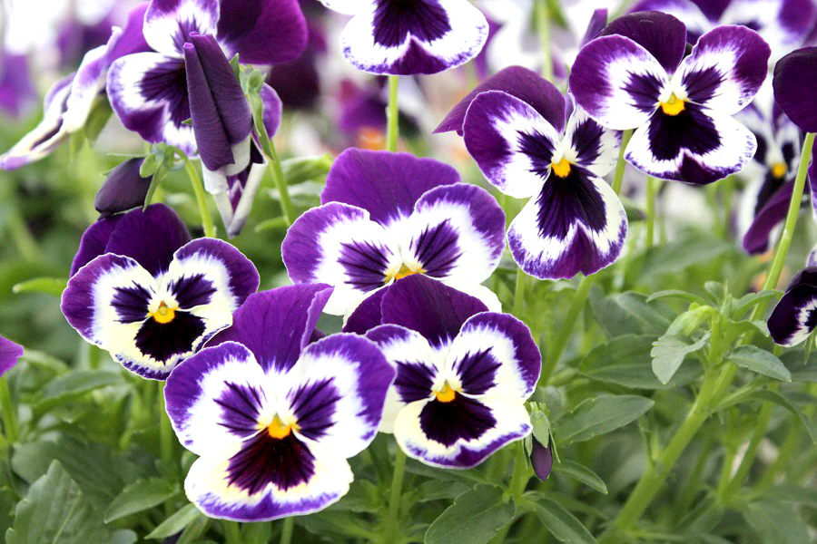 Purple & White Pansy Flower Seeds , Stunning Bi-Color Blooms, Non-GMO - Image 3