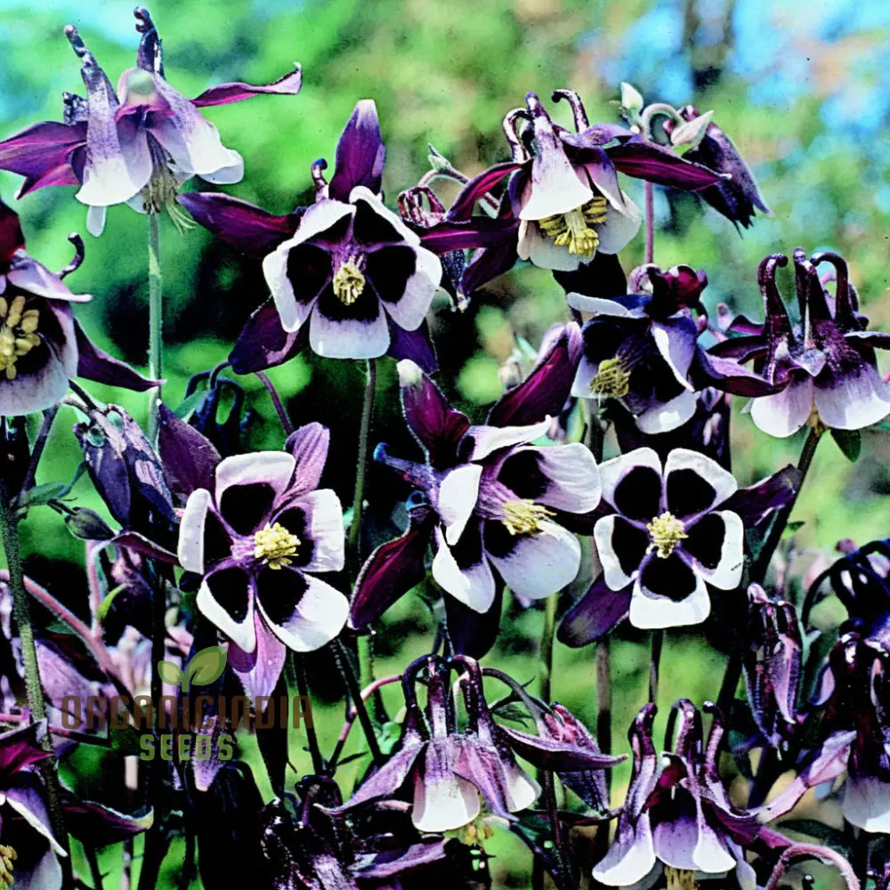 Purple White William Guiness Flower Seeds, Stunning and Unique Garden, Striking Bi-Color Blooms