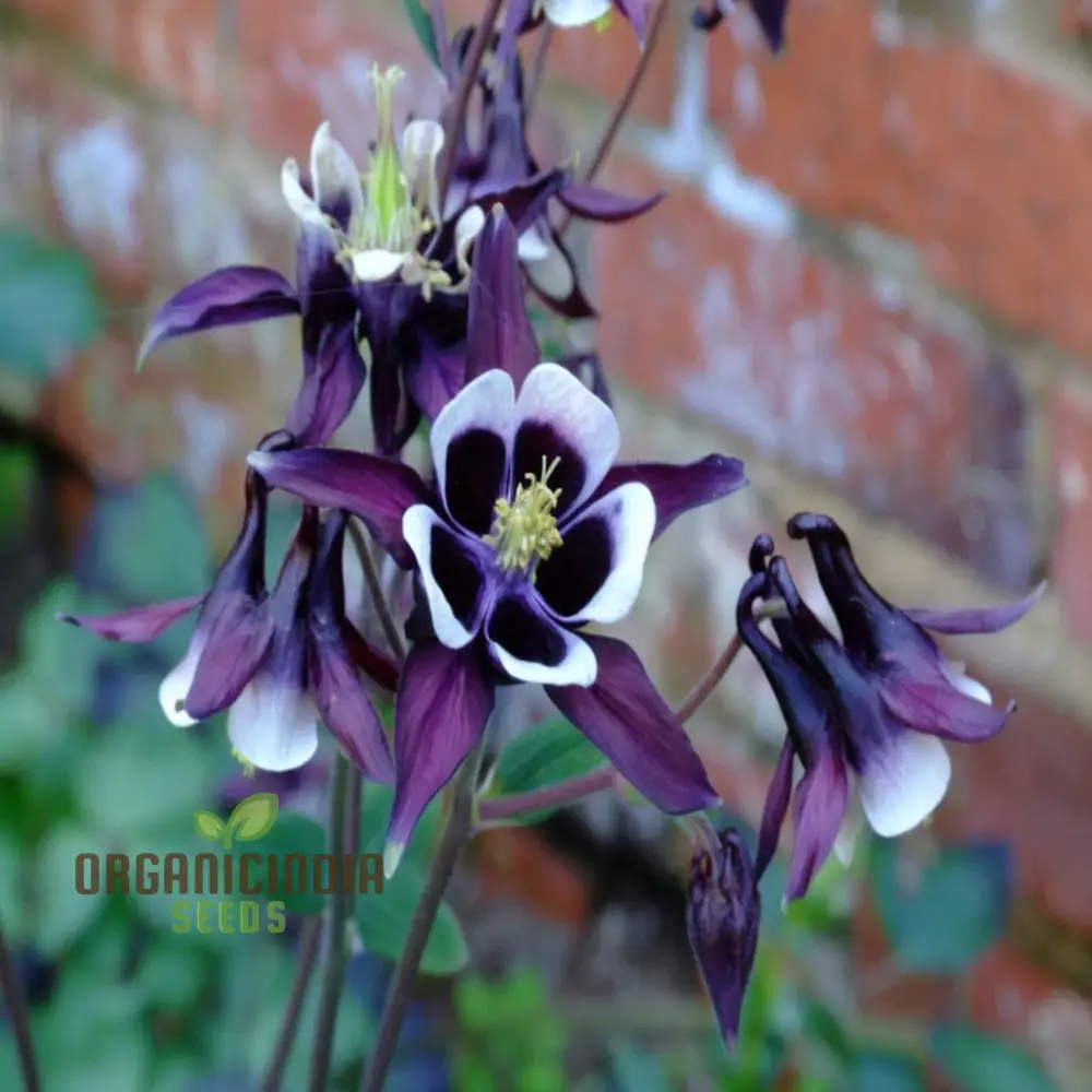 Purple White William Guiness Flower Seeds, Stunning and Unique Garden, Striking Bi-Color Blooms - Image 3