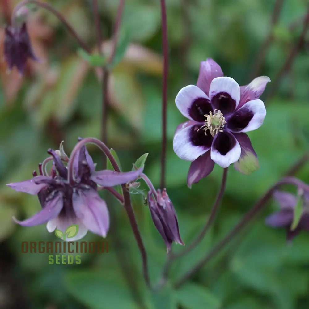 Purple White William Guiness Flower Seeds, Stunning and Unique Garden, Striking Bi-Color Blooms - Image 4