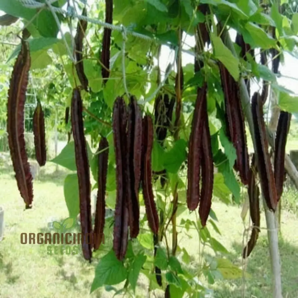 Purple Winged Bean Vegetable Seeds - Exotic and Nutritious Additions to Your Garden