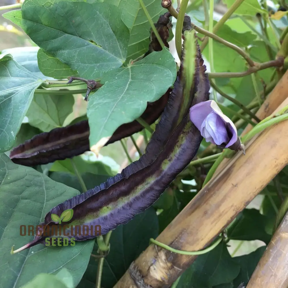 Purple Winged Bean Vegetable Seeds - Exotic and Nutritious Additions to Your Garden - Image 3