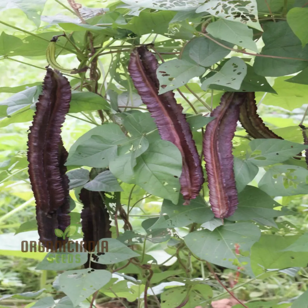 Purple Winged Bean Vegetable Seeds - Exotic and Nutritious Additions to Your Garden - Image 4