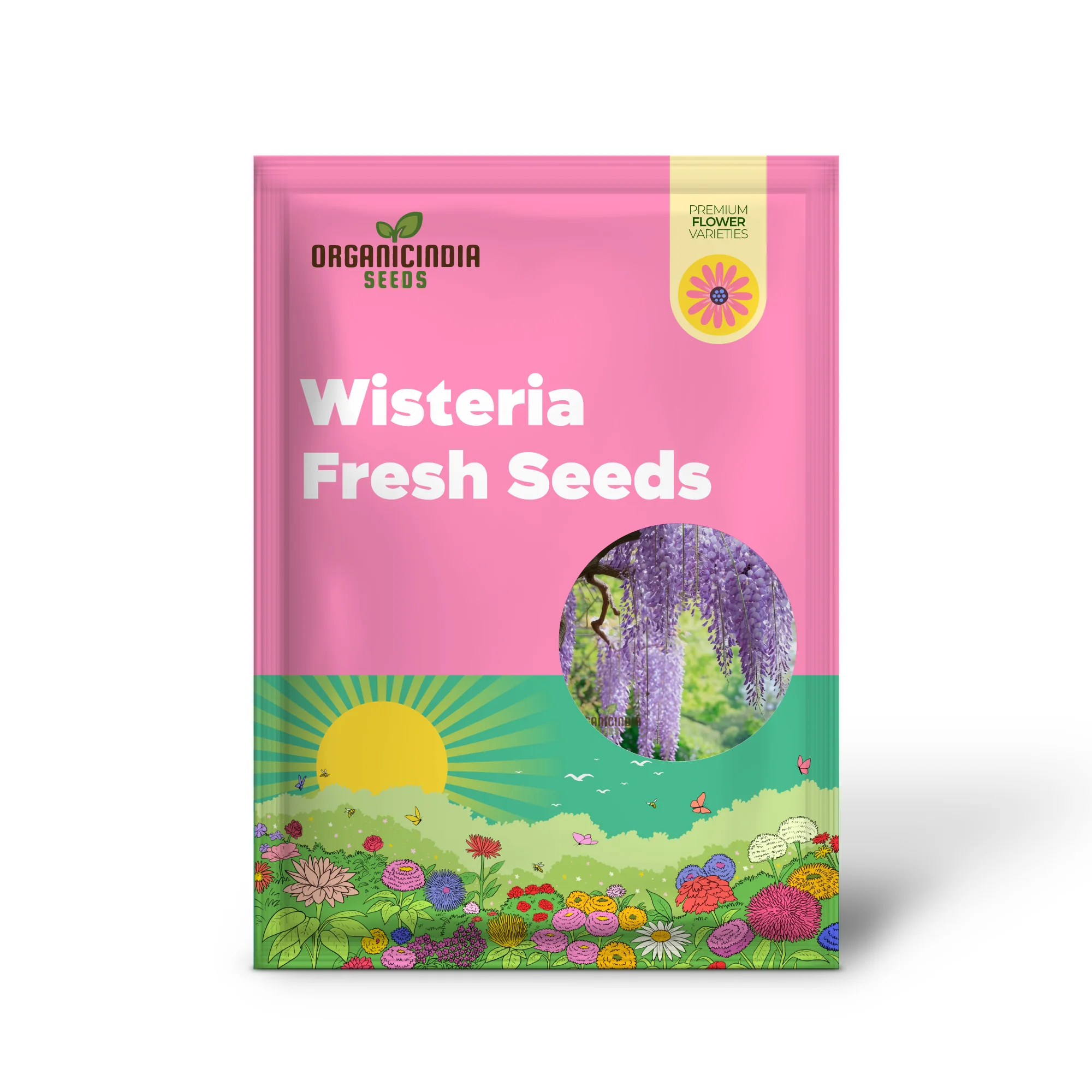 Purple Wisteria Fresh Seeds for Gardening Enthusiasts, Wisteria sinensis Vine Seeds - Image 2