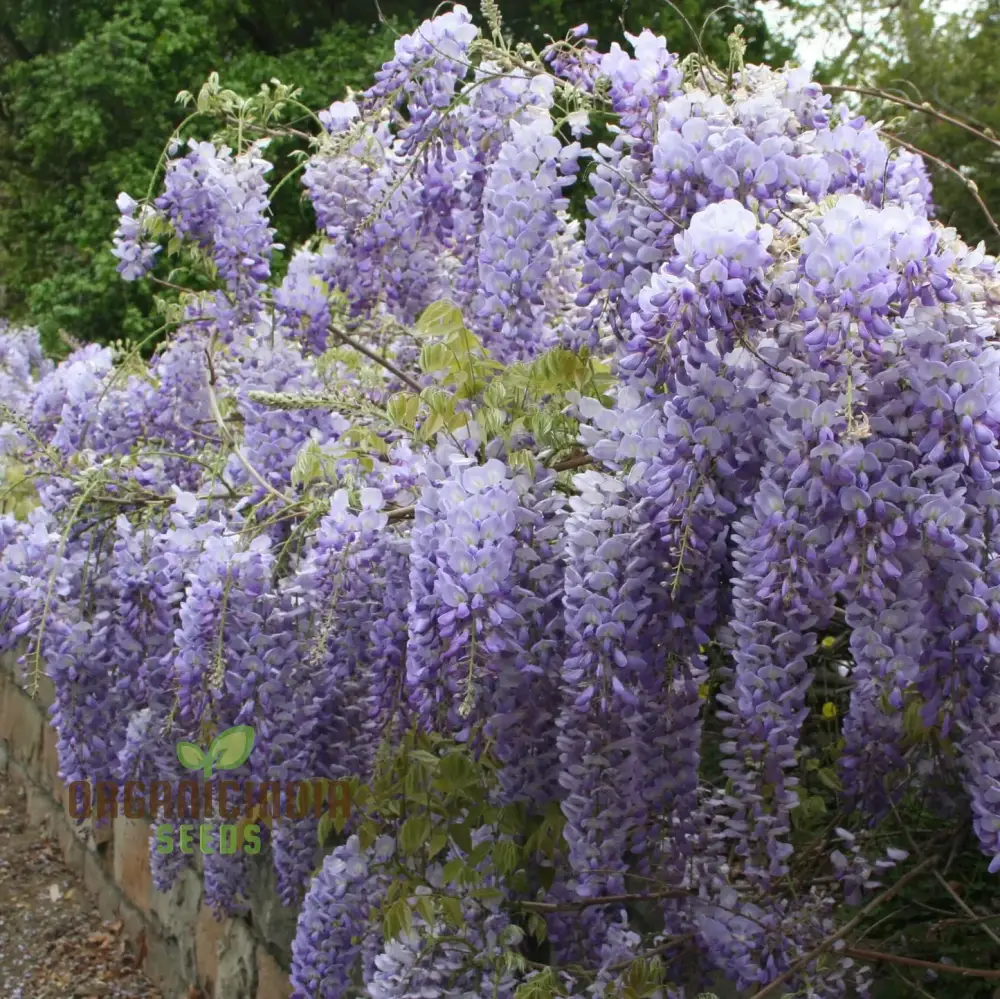 Purple Wisteria Fresh Seeds for Gardening Enthusiasts, Wisteria sinensis Vine Seeds - Image 3