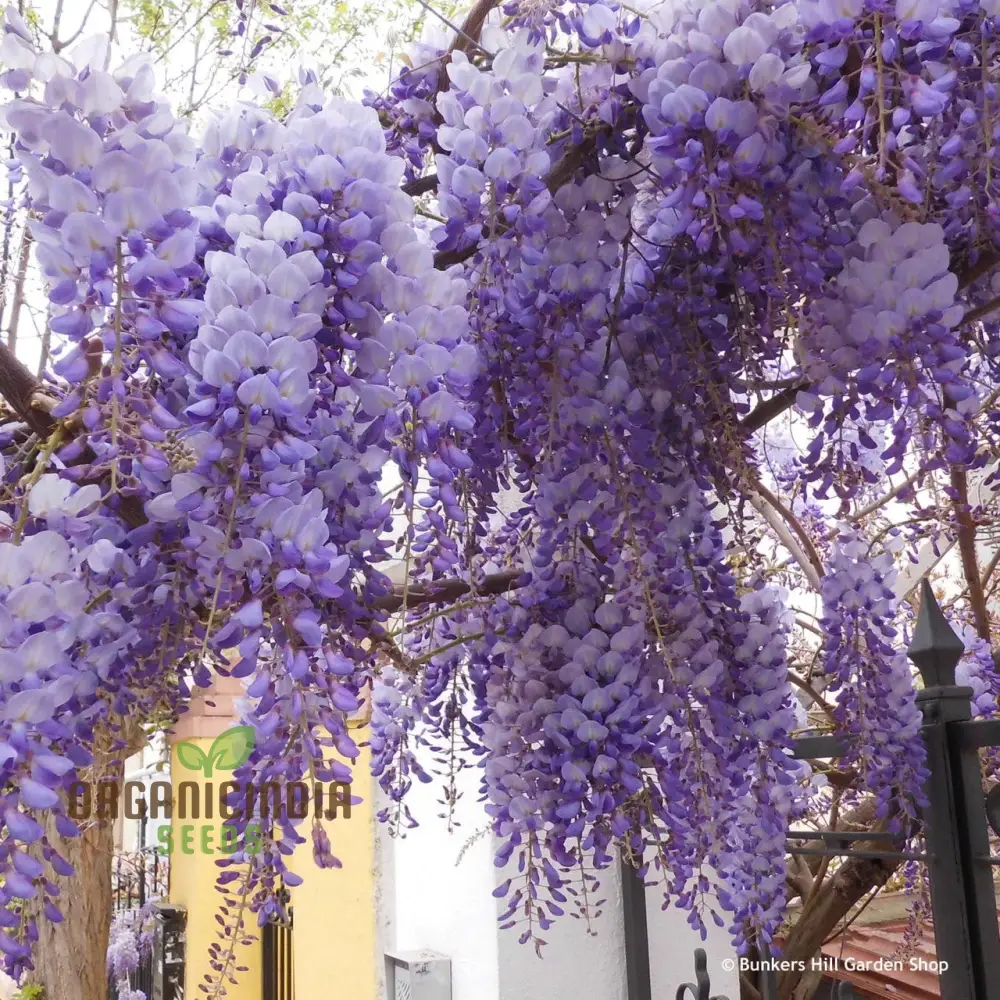 Purple Wisteria Fresh Seeds for Gardening Enthusiasts, Wisteria sinensis Vine Seeds - Image 4