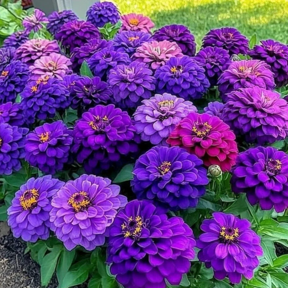 Purple Zinnia Seeds, Lavender, Violet, and Deep Purple Blooms