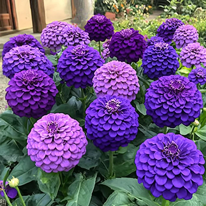 Purple Zinnia Seeds, Lavender, Violet, and Deep Purple Blooms - Image 2