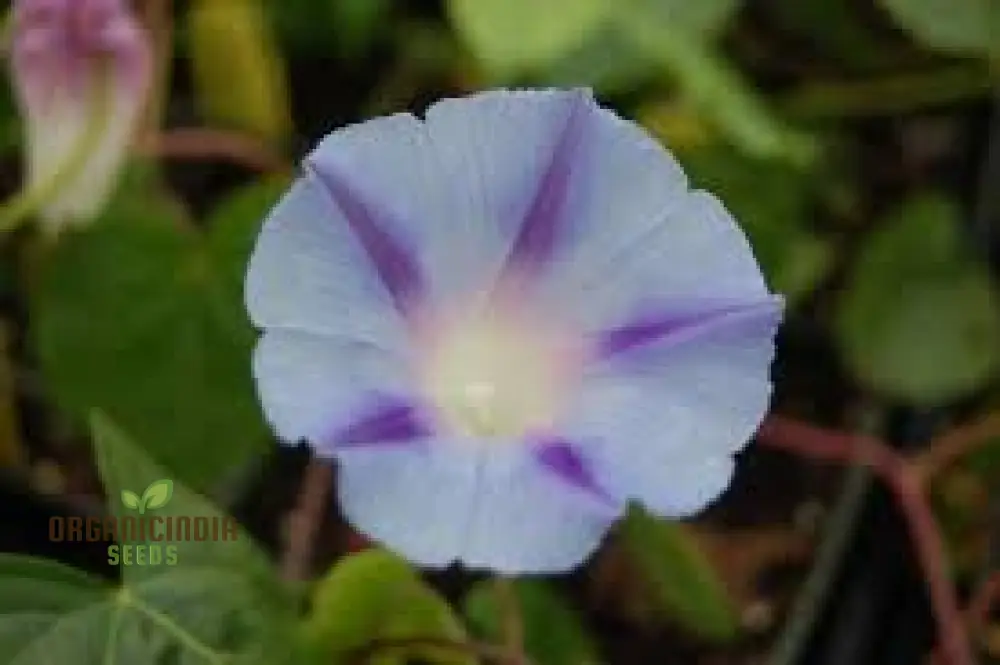 purpurea Dacapo Light Blue - Perfect for Gardeners Seeking Vibrant, Long-Lasting Blooms