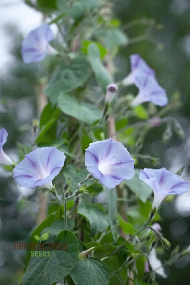 purpurea Dacapo Light Blue - Perfect for Gardeners Seeking Vibrant, Long-Lasting Blooms - Image 3
