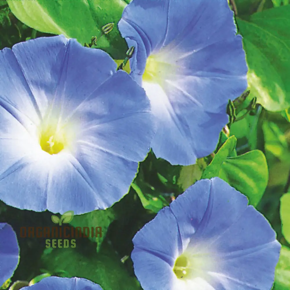 purpurea Dacapo Light Blue - Perfect for Gardeners Seeking Vibrant, Long-Lasting Blooms - Image 4