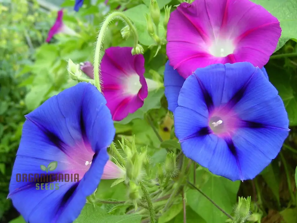 Purpurea Lazy Luxe Mixed Flower Seeds For Planting: A Gardeners' Dream Collection