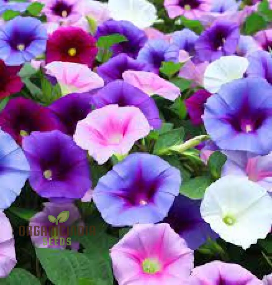 Purpurea Lazy Luxe Mixed Flower Seeds For Planting: A Gardeners' Dream Collection - Image 3