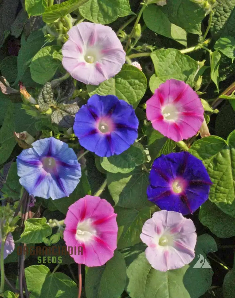 Purpurea Lazy Luxe Mixed Flower Seeds For Planting: A Gardeners' Dream Collection - Image 4
