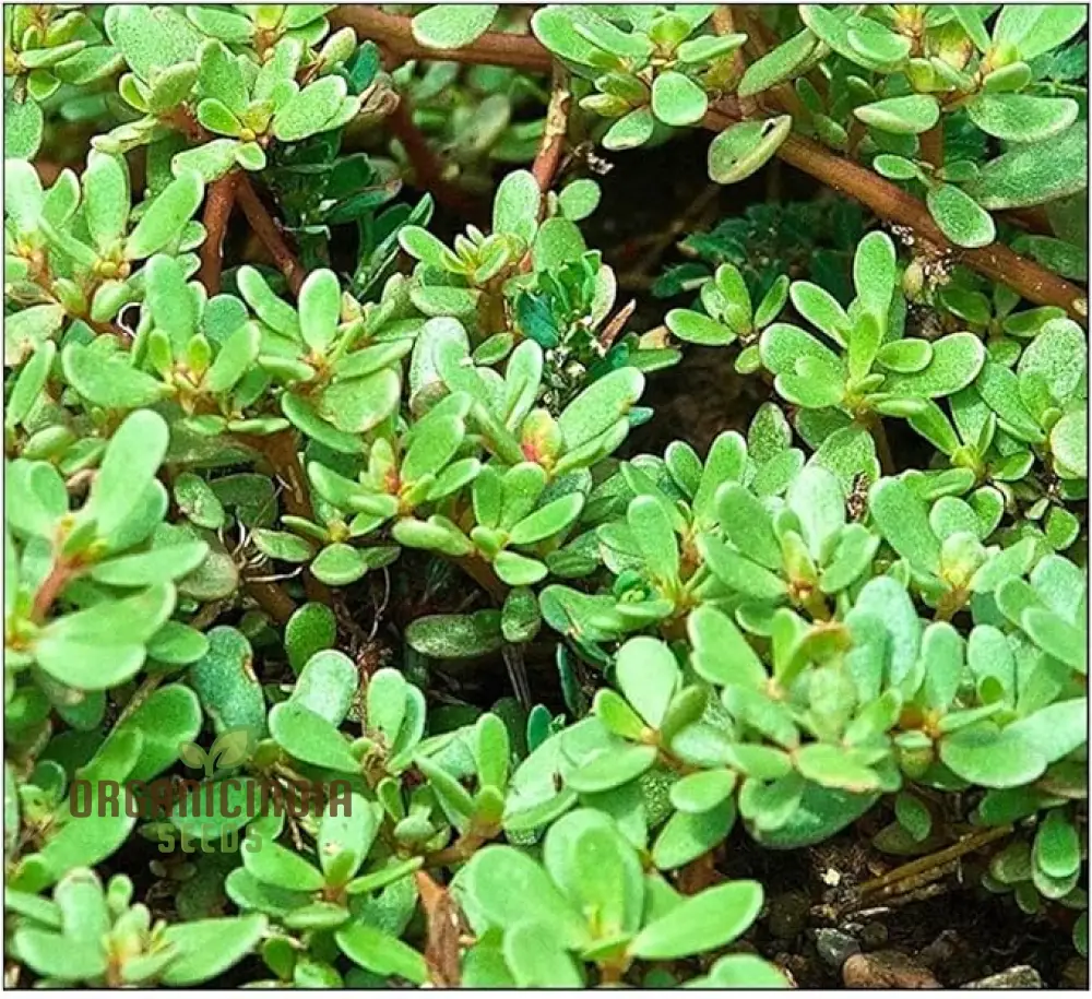 Purslane Green Herb Seeds – Premium Non-GMO Seeds for Home Gardening & Planting