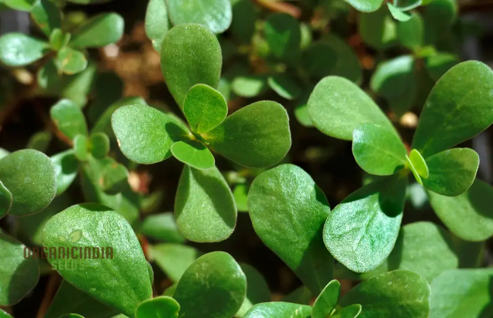 Purslane Green Herb Seeds – Premium Non-GMO Seeds for Home Gardening & Planting - Image 3