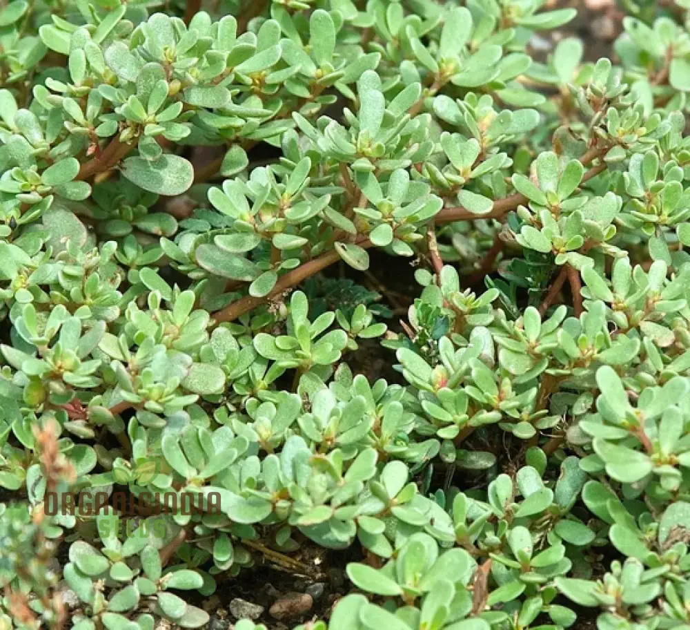 Purslane Green Herb Seeds – Premium Non-GMO Seeds for Home Gardening & Planting - Image 4