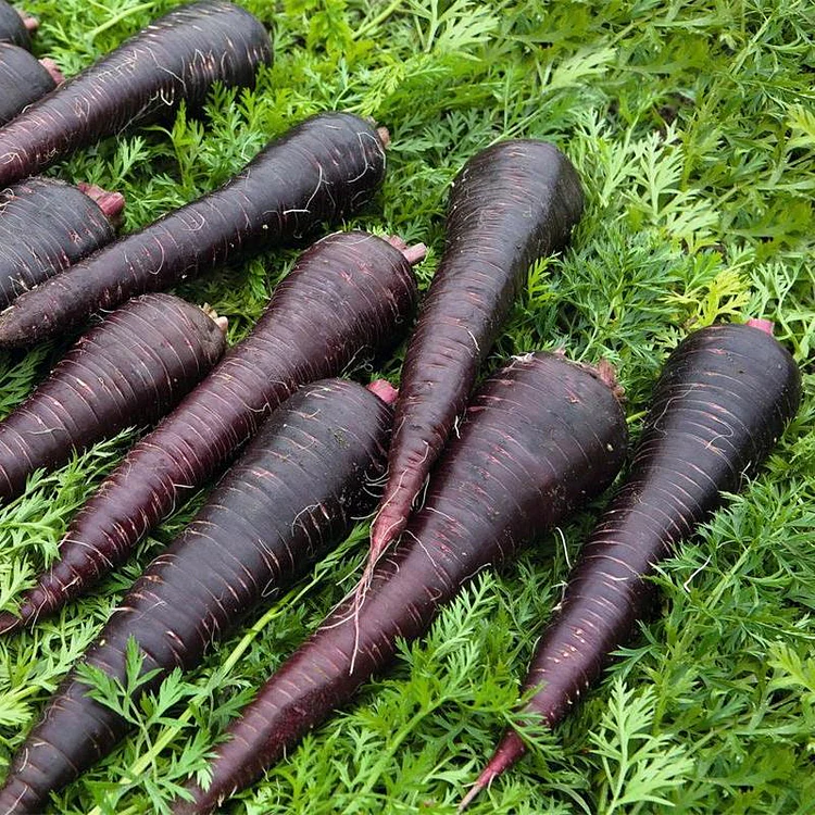 Pusa Asita Black Carrot Seeds – Rare Heirloom Variety for Deep Purple-Black Carrots - Image 2