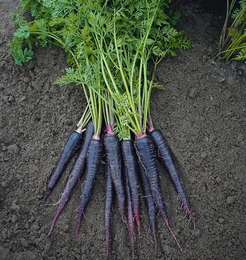 Pusa Asita Black Carrot Seeds – Rare Heirloom Variety for Deep Purple-Black Carrots - Image 3