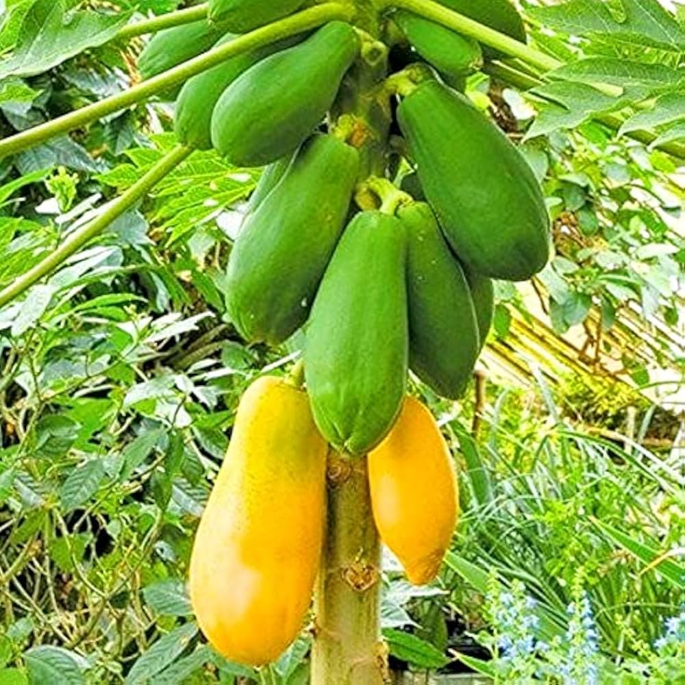 Pusa Delicious Papaya Seeds for Planting – Sweet & Juicy Tropical Fruit - Image 2