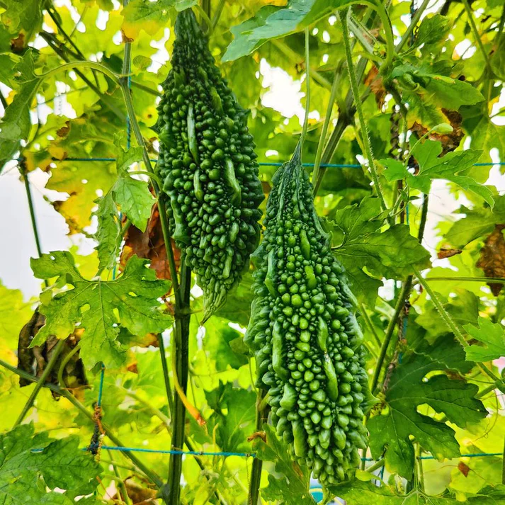 Pusa Do Mausami Bitter Gourd Seeds – High-Yield, Heirloom Variety for Home & Commercial Growing - Image 3