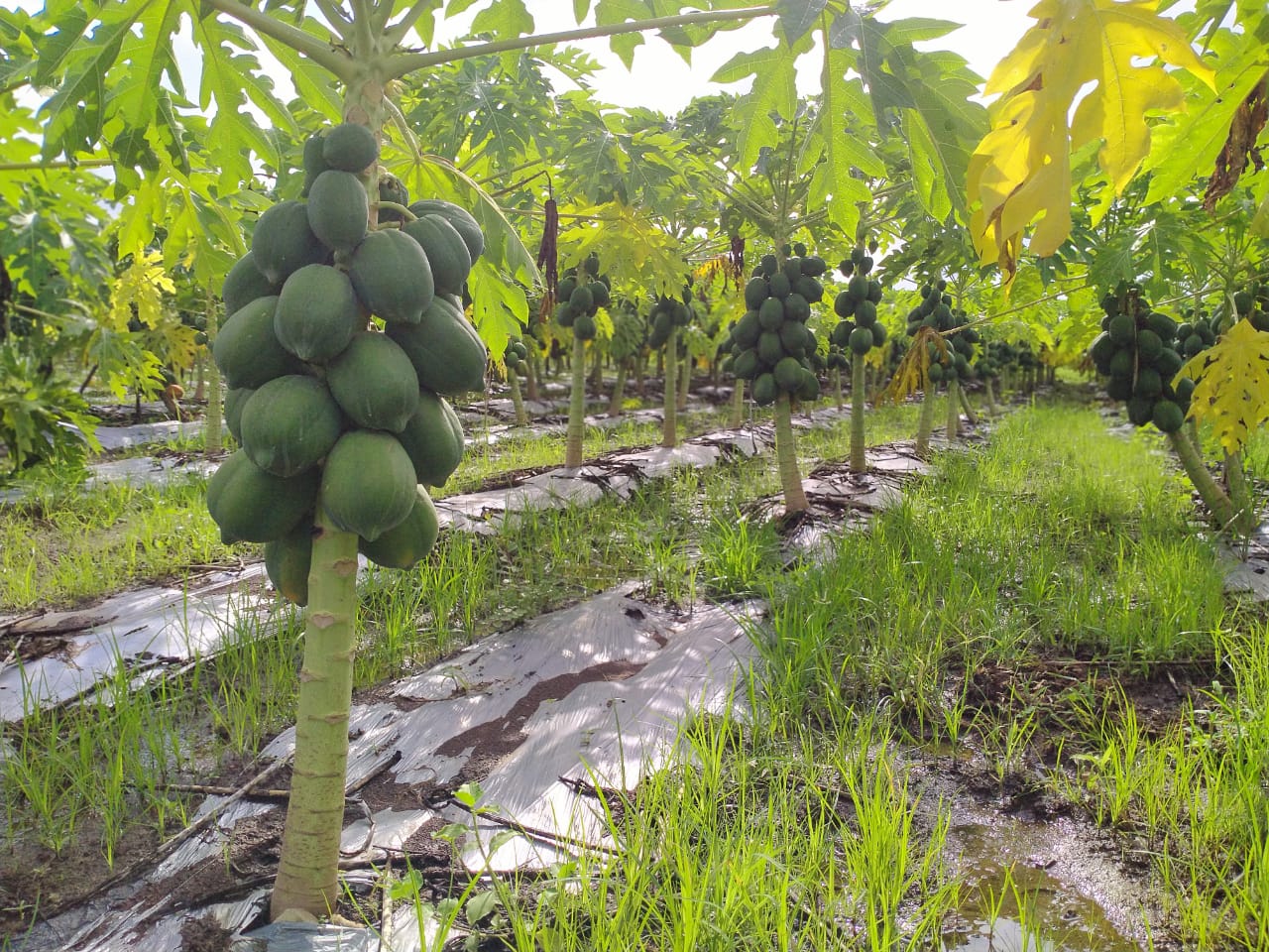 Pusa Dwarf Papaya Seeds for Planting – Compact, High-Yield Variety - Image 3