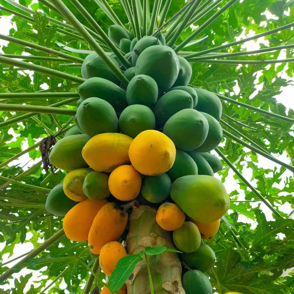Pusa Nanha Papaya Seeds for Planting – Dwarf, High-Yield Variety