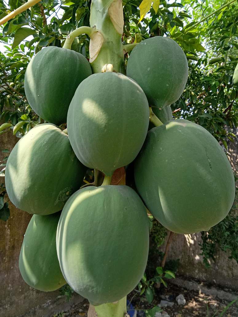 Pusa Nanha Papaya Seeds for Planting – Dwarf, High-Yield Variety - Image 2