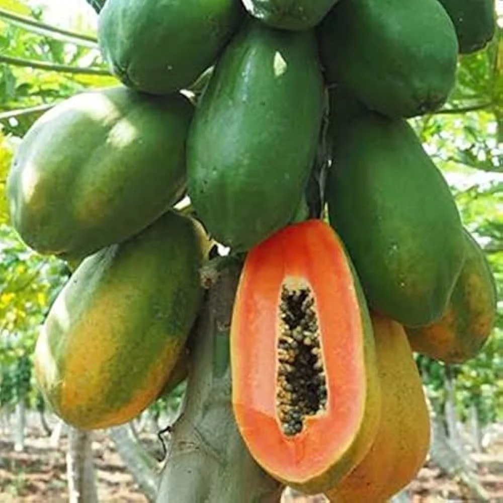 Pusa Nanha Papaya Seeds for Planting – Dwarf, High-Yield Variety - Image 3