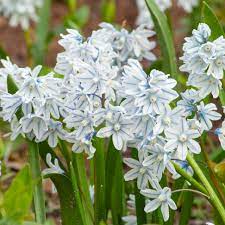 Puschkinia Seeds (Puschkinia Scilloides Seeds) - Early Spring Blooms for a Beautiful Garden