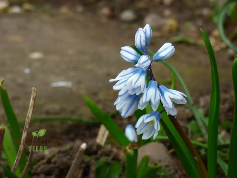 Puschkinia Seeds (Puschkinia Scilloides Seeds) - Early Spring Blooms for a Beautiful Garden - Image 2