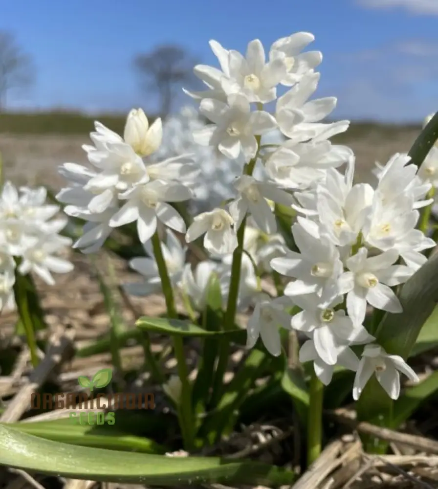 Puschkinia Seeds (Puschkinia Scilloides Seeds) - Early Spring Blooms for a Beautiful Garden - Image 4