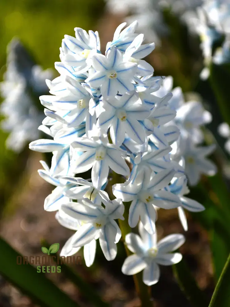 Puschkinia Seeds (Puschkinia Scilloides Seeds) - Early Spring Blooms for a Beautiful Garden - Image 5