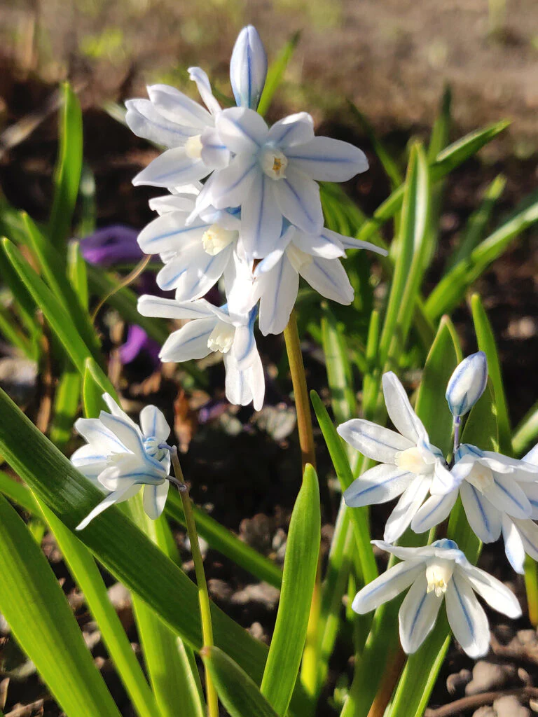 Puschkinia Seeds (Puschkinia Scilloides Seeds) - Early Spring Blooms for a Beautiful Garden - Image 6