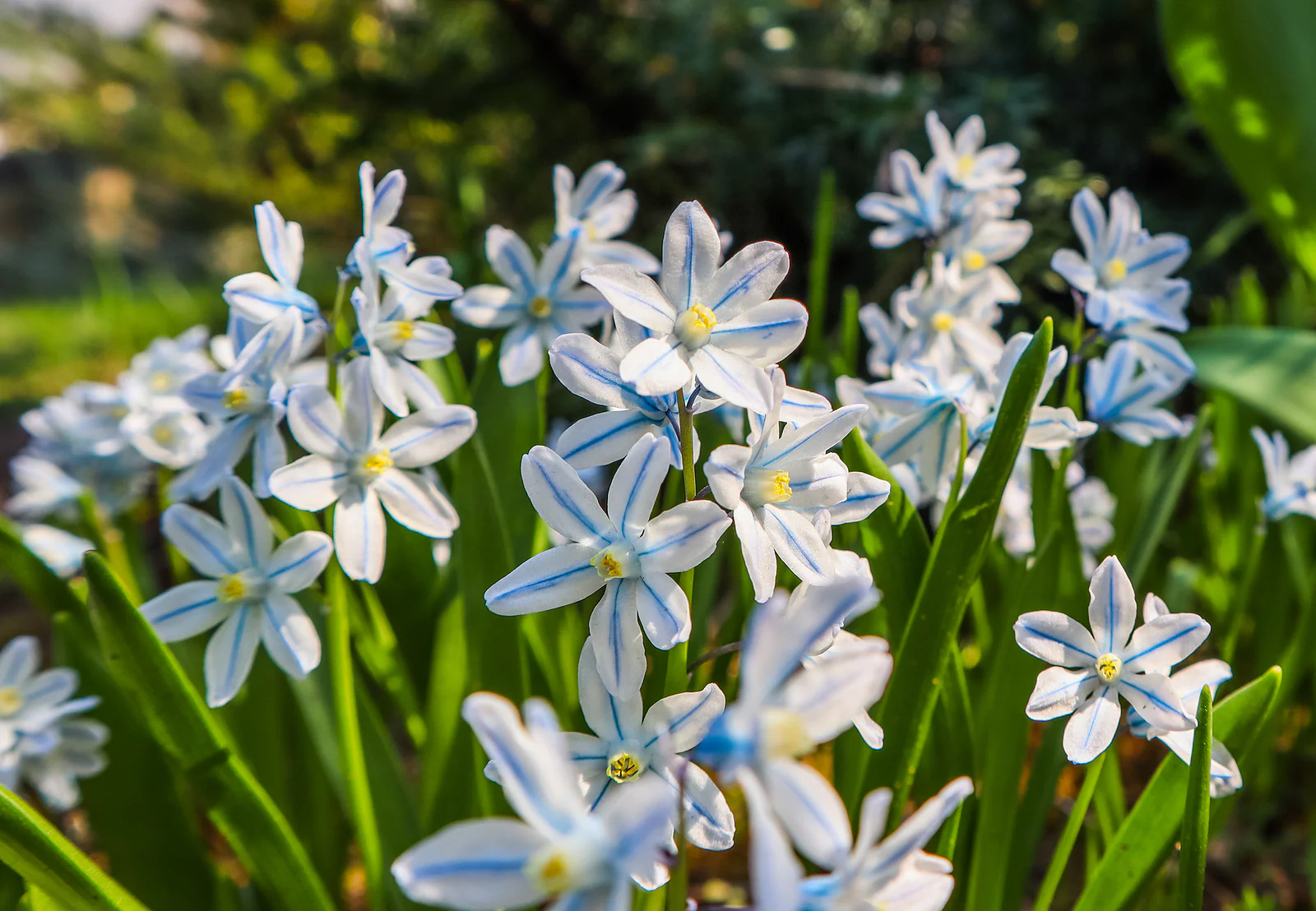 Puschkinia Seeds (Puschkinia Scilloides Seeds) - Early Spring Blooms for a Beautiful Garden - Image 7