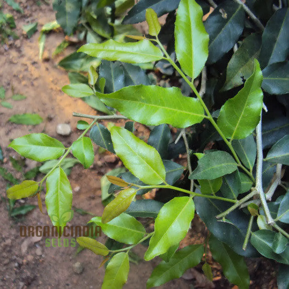 Putranjiva Roxburghii Plant Seeds For Planting, Growing Resilient and Exotic Plants for Your Garden