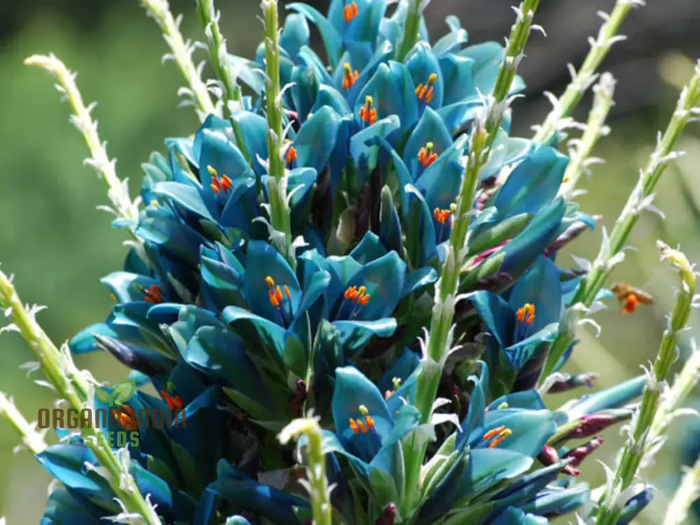 Puya Berteroniana Flower Seeds For Planting, Cultivating Stunning and Unique Blooms for Your Garden - Image 3