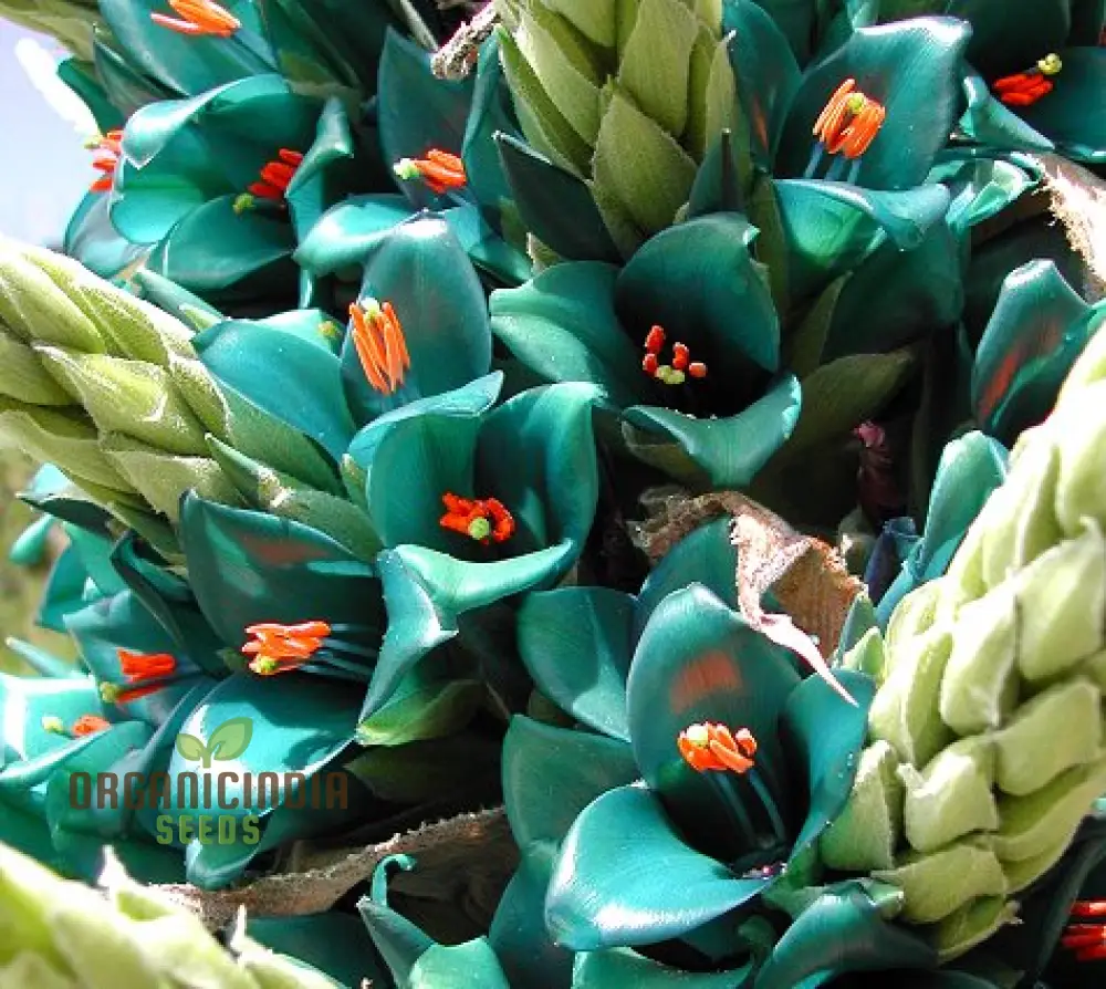 Puya Berteroniana Flower Seeds For Planting, Cultivating Stunning and Unique Blooms for Your Garden - Image 4