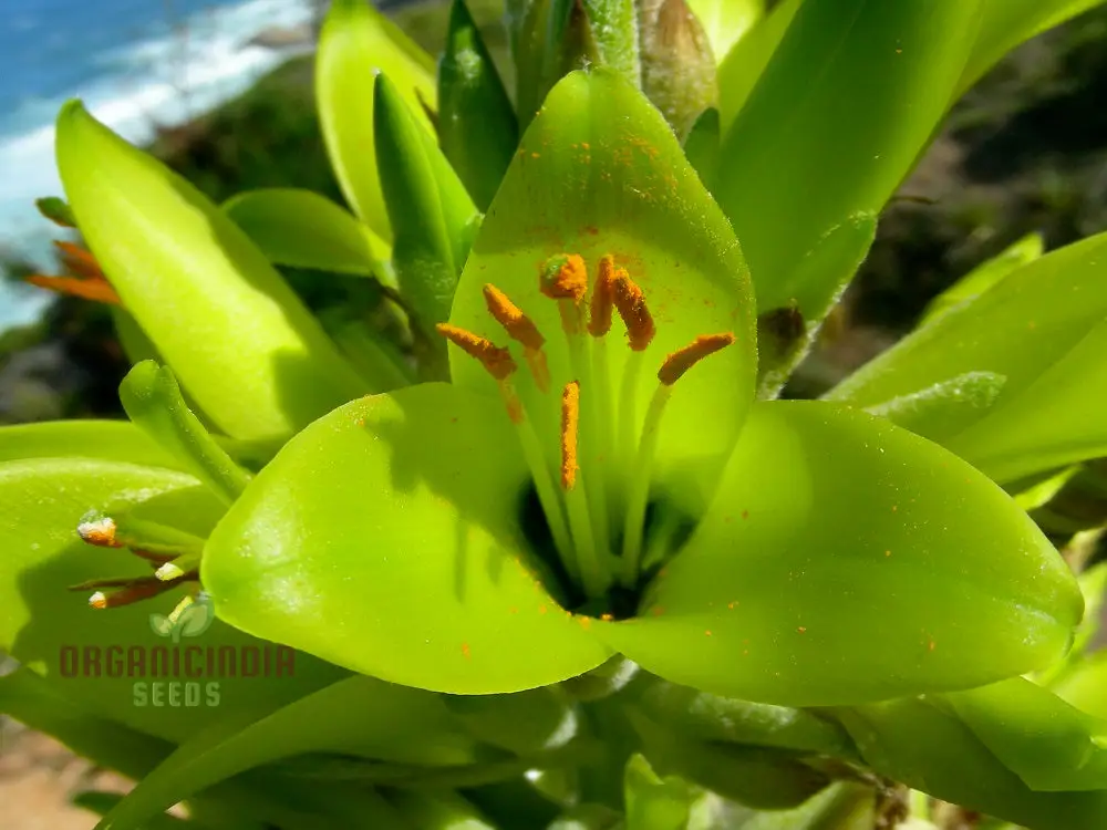 Puya Chilensis Flower Seeds For Planting, Growing Bold and Exquisite Blooms for Your Garden