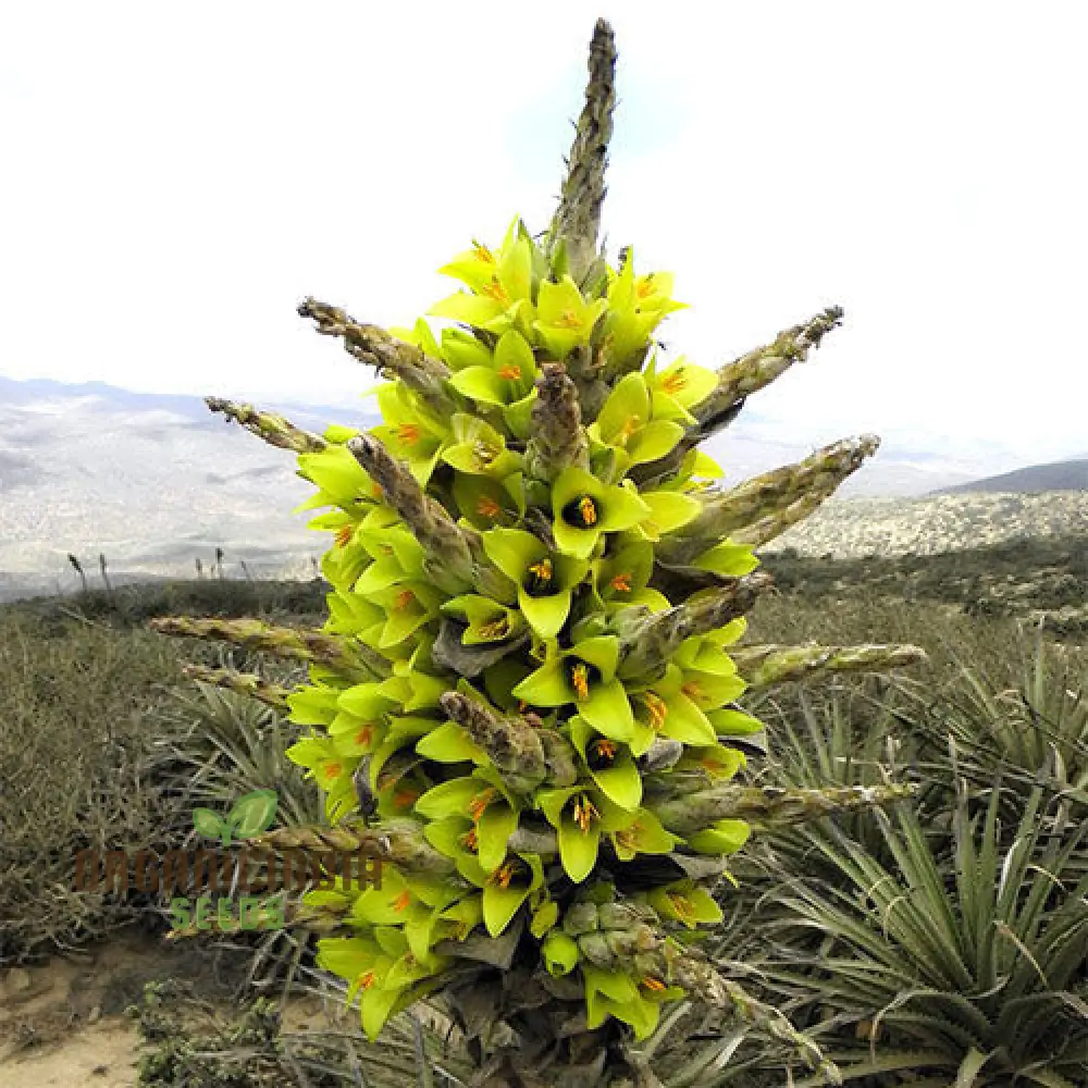 Puya Chilensis Flower Seeds For Planting, Growing Bold and Exquisite Blooms for Your Garden - Image 3