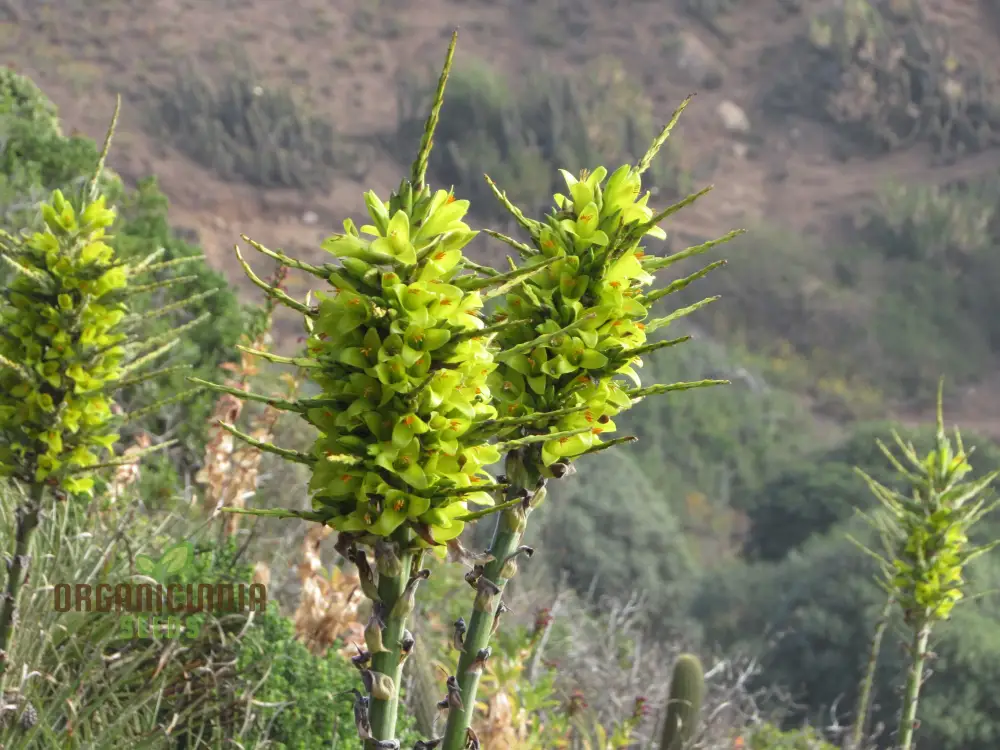 Puya Chilensis Flower Seeds For Planting, Growing Bold and Exquisite Blooms for Your Garden - Image 4