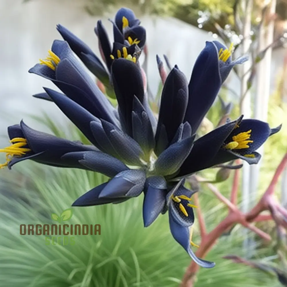 Puya Coerulea var. Coerulea Black Flower Seeds For Planting, Growing Striking Blue-Green Blooms for Your Garden