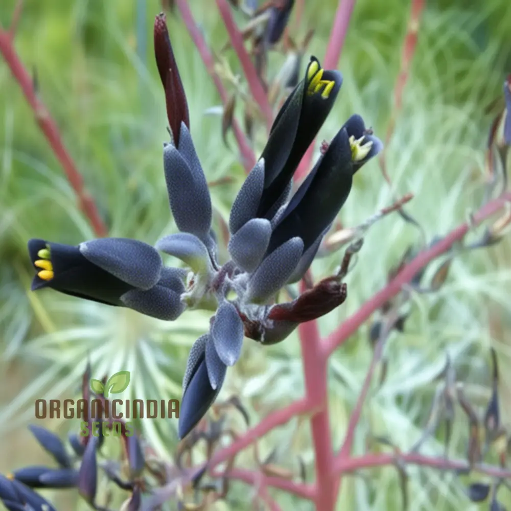 Puya Coerulea var. Coerulea Black Flower Seeds For Planting, Growing Striking Blue-Green Blooms for Your Garden - Image 3