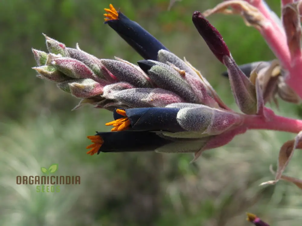 Puya Coerulea var. Coerulea Black Flower Seeds For Planting, Growing Striking Blue-Green Blooms for Your Garden - Image 4