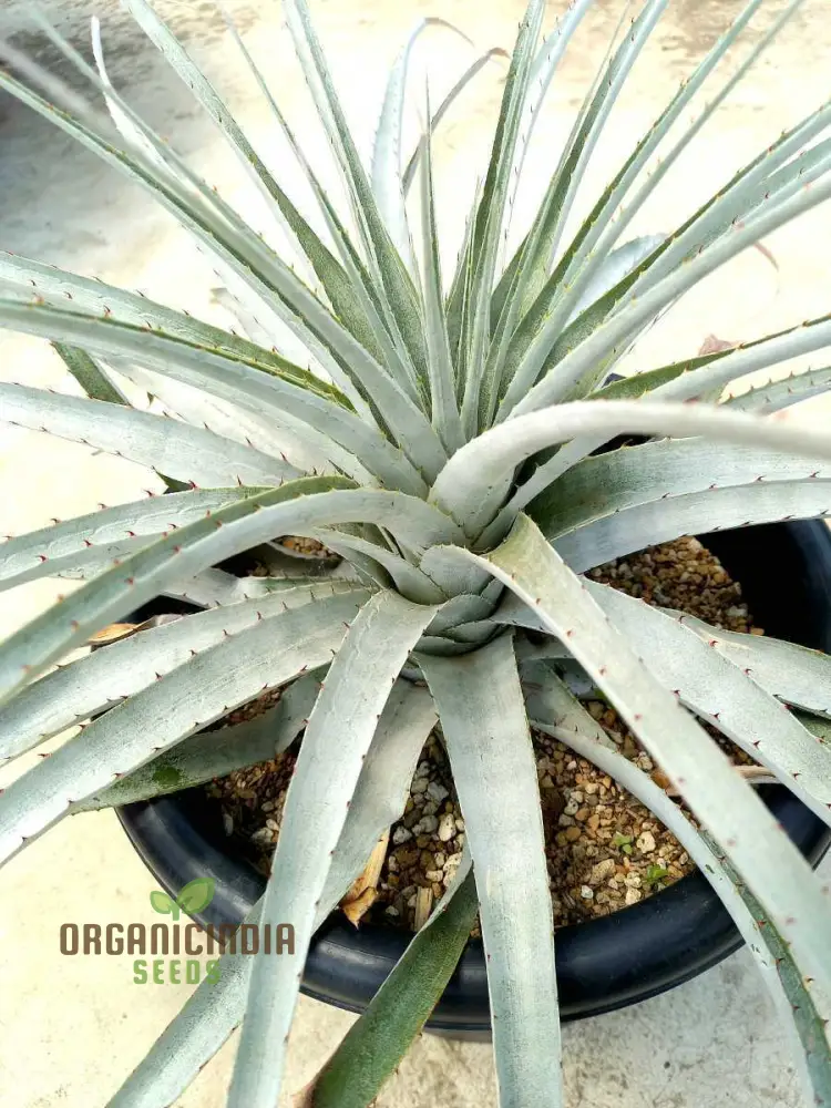 Puya Harmsii Planting Seeds For Planting, Cultivating Unique and Vibrant Blooms for Your Garden