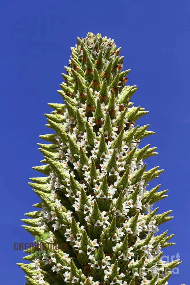 Puya Raimondii Planting Seeds For Planting, Exotic and Rare Blooms for Your Garden