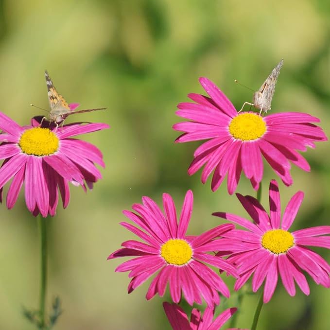 Pyrethrum Daisy Seeds Tanacetum Cinerariifolium, Showy Perennial, Aromatic Drought-Tolerant Cut Flowers for Outdoor Beds, 500 Pcs - Image 3