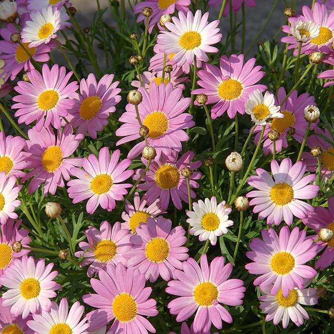 Pyrethrum Daisy Seeds Tanacetum Cinerariifolium, Showy Perennial, Aromatic Drought-Tolerant Cut Flowers for Outdoor Beds, 500 Pcs - Image 4