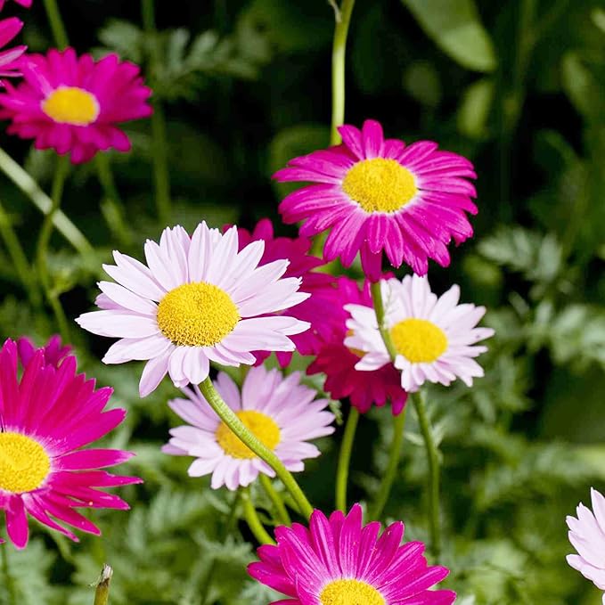 Pyrethrum Daisy Seeds Tanacetum Cinerariifolium, Showy Perennial, Aromatic Drought-Tolerant Cut Flowers for Outdoor Beds, 500 Pcs - Image 5