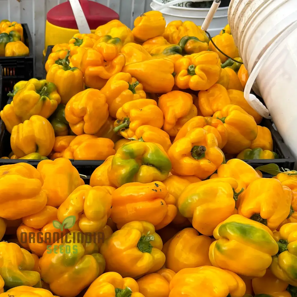 Quadrato Asti Giallo Pepper Vegetable Seeds, Premium Quality Seeds for Gardening Enthusiasts